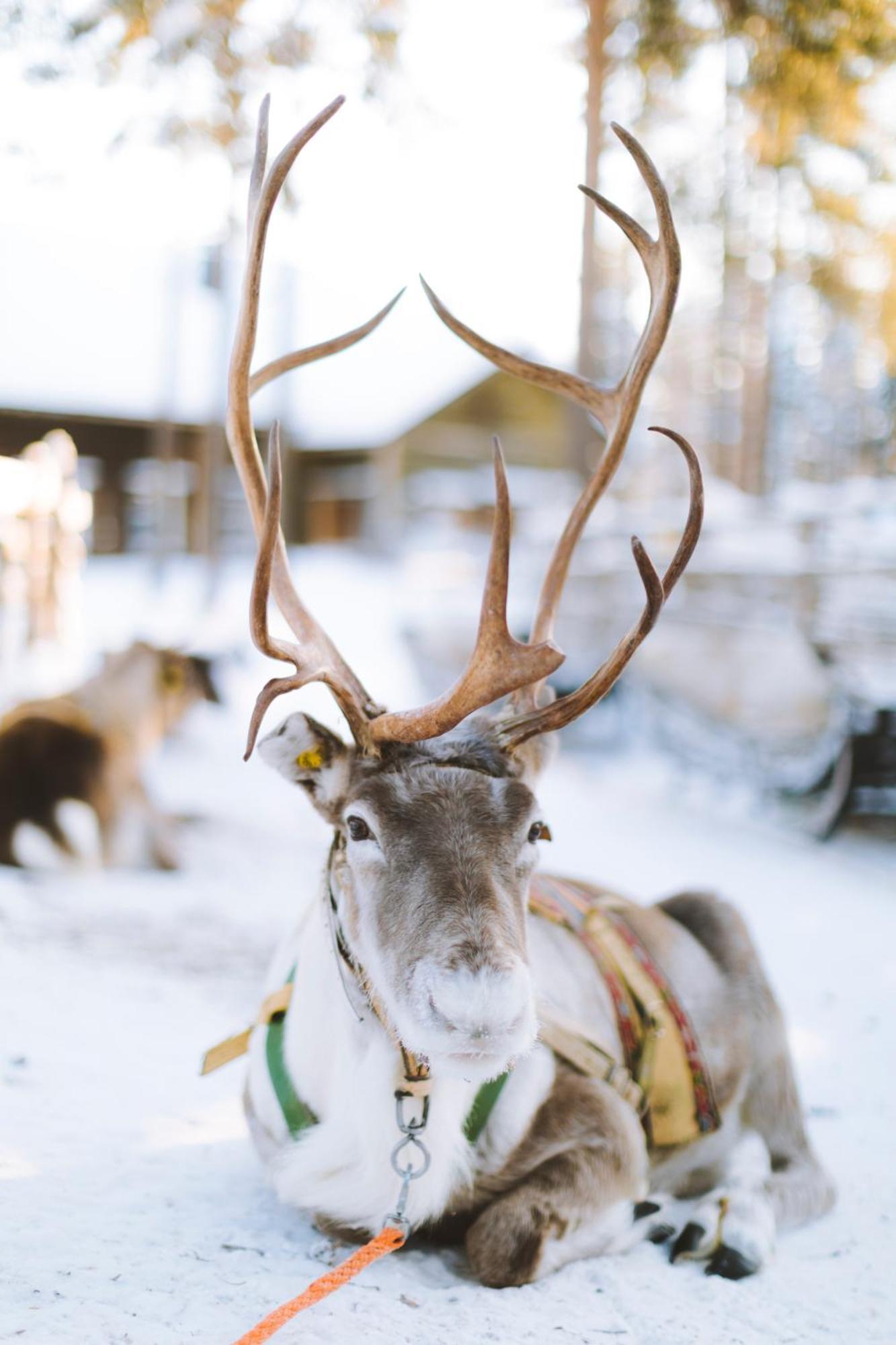 Hotel Reindeer Manor Levi Exteriér fotografie